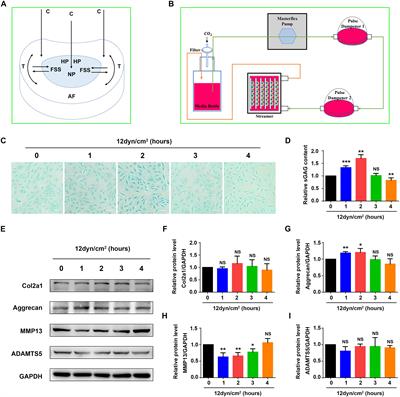 Moderate Fluid Shear Stress Regulates Heme Oxygenase-1 Expression to Promote Autophagy and ECM Homeostasis in the Nucleus Pulposus Cells